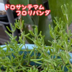 ドロサンテマム　☆　カット苗10本のサムネイル