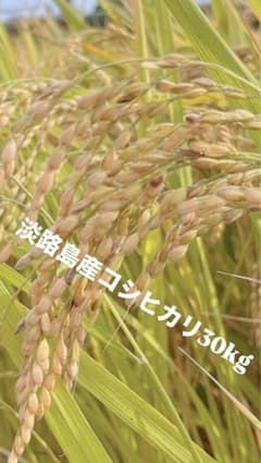 令和7年産 淡路島産コシヒカリ 30kg 精米済 - メルカリ