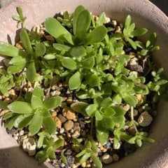 薄紅蓮華 抜き苗5株のサムネイル