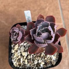 多肉植物　シャビアナトリュフのサムネイル