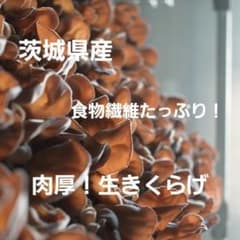 [시험 500g] [이바라키 현산 갓 얻은 신선한] 특선 두꺼운! 생생한 무농약