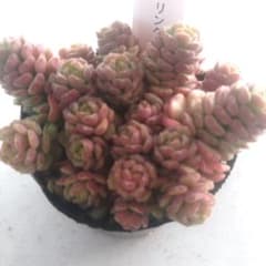 スプリングワンダー 多肉植物 もりもりのサムネイル