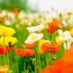 ぴょんなちゃん様専用ですのサムネイル