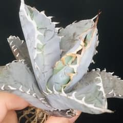 稀少高騰品種】強棘白火焔 × 特白ホワイトアイス hyb 特選