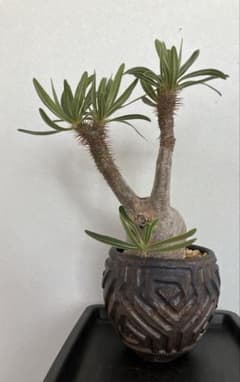 パキポディウム グラキリス 現地球 発根済み 根本峻吾【S.N.Pot】 笠間