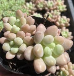 多肉植物　バクバクシュ　抜き苗のサムネイル