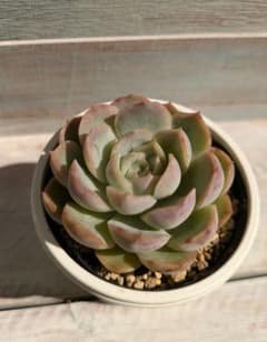 ルイーズ×メキシコポルデンシス☆①☆実生苗☆交配苗☆多肉植物☆エケベリアのサムネイル