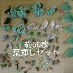 葉挿しセット♪  約60枚のサムネイル