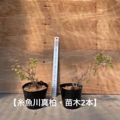 糸魚川真柏　100本セット　苗　苗木　小品盆栽　種　盆栽素材　接木素材 糸魚川真柏（いといがわしんぱく）盆栽素材・小品盆栽 2苗【X】接木用
