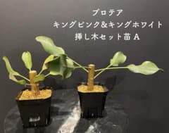 チャッピ 希少 プロテア キングホワイト 挿し木 苗 鉢植え オージー 希少 プロテア キングピンク キングホワイト 挿し木 セット苗 オージー