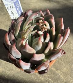 赤鬼 おらいさん ミックスベリア - メルカリ