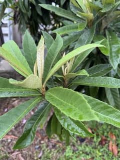 匿名配送　無農薬　無消毒　ビワの葉　25枚　枇杷の葉　びわの葉　枇杷