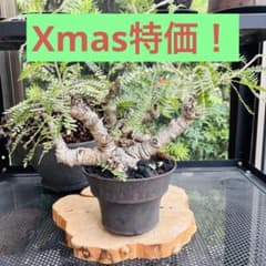 低重心 大株 長期管理株 ボスウェリア ネグレクタ 現地球 船串篤司 発根済 低重心 大株 長期管理株 ボスウェリア ネグレクタ 現地球 船串篤司 発根