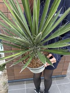 な*お様 ユッカ フィリフェラ ロストラータ リギダ ドライガーデン 