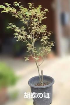 モミジ　もみじ　胡蝶の舞のサムネイル