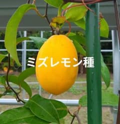 ミズレモン種子　120粒のサムネイル