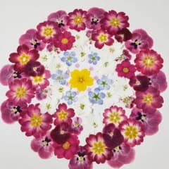 押し花素材⑥のサムネイル