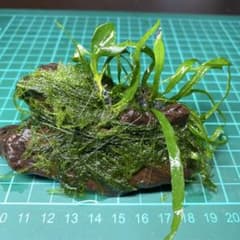 アヌビアスナナミニ&ミクロソリウム本ナロー&南米ウィローモス流木のサムネイル