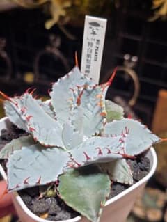 HU PLANTS 特白肌怒雷神 ×屈原 - メルカリ