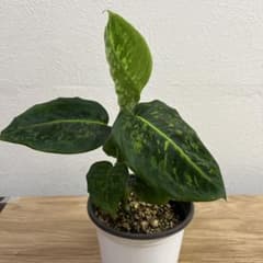 【希少】ディフェンバキア リフレクター　観葉植物（4号鉢発送）のサムネイル