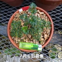 山野草 色丹島固有種 斑入り カタオカソウ 6号鉢植えA - メルカリ
