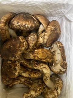 新鮮な松茸1kgのサムネイル