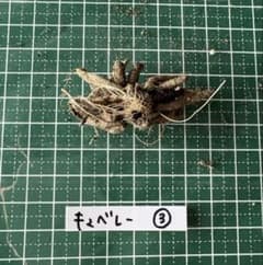 ラナンキュラスラックス 球根 キュベレー③ - メルカリ