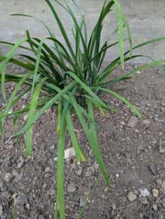 ニラ 苗 根付き 栽培用　50株のサムネイル
