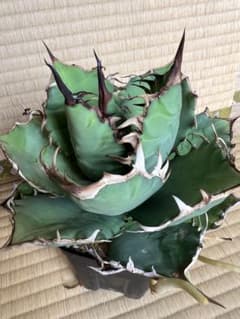 アガベ　ノーネーム①のサムネイル