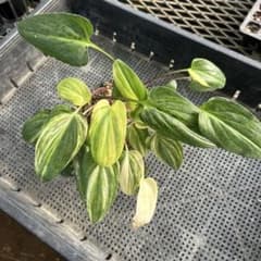 観葉植物 緑と黄色のストライプ斑入り球根山野草バリエガータのサムネイル