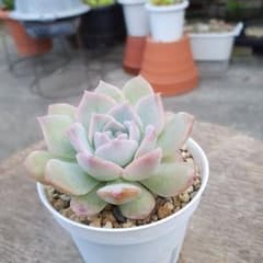 ෆ˚*感謝セールෆ˚* アメイジンググレイス 1苗 抜き苗 寄せ植え 多肉植物 韓国苗】アメイジンググレイス 多肉植物 抜き苗 - メルカリ