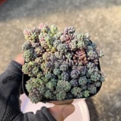 多肉植物　セダム　パープルヘイズ抜き苗のサムネイル