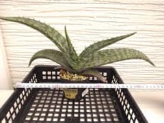 アロエ ベルドーニアエ 実生02 多肉植物 抜き苗 星霜のサムネイル