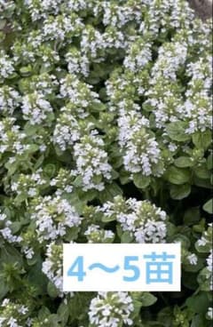 アジュガホワイト 抜き苗 大きさにより抜き苗 4〜5苗 ネコポス発送