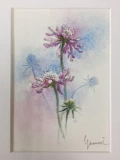 ★柳井 貴光 takamitu yanai 水彩画 「マツムシソウ」 ☆柳井 貴光 takamitu yanai 水彩画 「マツムシソウ」 - メルカリ