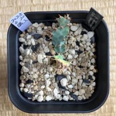 ユーフォルビア クラビゲラ 鉢ごと発送 月曜日発送 - メルカリ