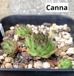 センペルビウム　Canna  抜き苗のサムネイル
