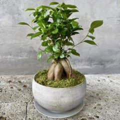 幹極太 多幸の木 ガジュマル 天然苔仕立て 陶器鉢 植え込み発送 - メルカリ