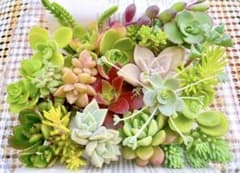 75.おまかせ 多肉植物 カット苗セット 寄せ植え 詰め合わせ - メルカリ