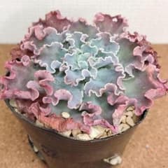 ブルーフォックス (微根)【エケベリア 多肉植物】のサムネイル