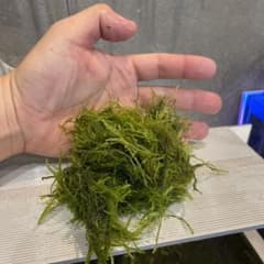 ウィローモス　たっぷりサイズのサムネイル