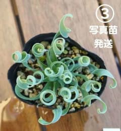 ③ アルブカコンコルディアナ 現物抜き苗のサムネイル