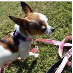 NESTROAD 犬用首輪・リードセット 調節可能 夜間反射　XSサイズのサムネイル