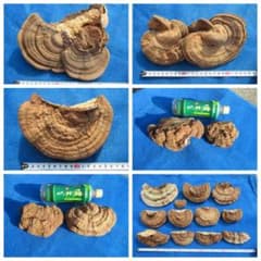 サルノコシカケ 猿の腰掛け 19個 2．9kg - メルカリ