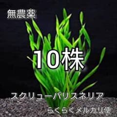 アクアリウム  水草  チェーンサジタリア  スクリュー  バリスネリアのサムネイル