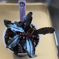 水草 Bucephalandra sp. 'Browne ghost Mario' Bucephalandra sp. Brownie ghost Mario - メルカリ