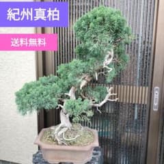 紀州真柏 盆栽 真柏 捻転幹 送料無料 鉢ごと発送 - メルカリ