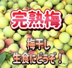 【青梅 古城梅】低農薬★約1.0kg 1,800円 ご家庭用のサムネイル