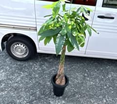 300円スタート』 パキラ Pachira 編み込み 観葉植物 インテリア - メルカリ