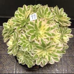 77#多肉植物❤️アエオニウム錦❤️ マイバッハ ❤️ 25大頭25cm钵土